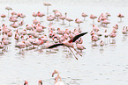 lesser flamingos