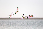 lesser flamingos