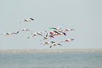lesser flamingos