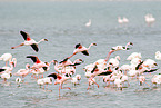 lesser flamingos