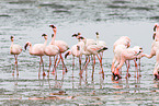 lesser flamingos