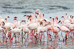 lesser flamingos
