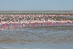lesser flamingos