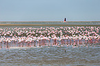 lesser flamingos