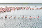 lesser flamingos