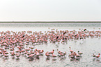 lesser flamingos