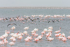 lesser flamingos