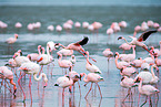 lesser flamingos