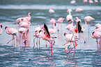 lesser flamingos