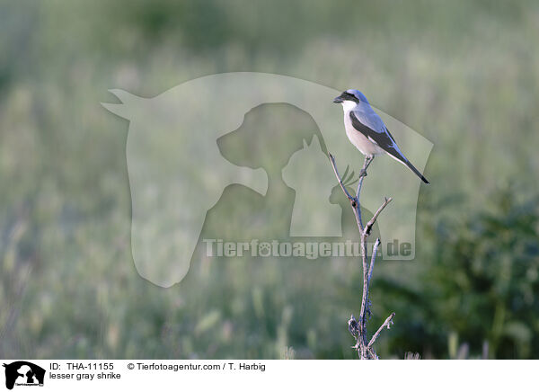 Schwarzstirnwrger / lesser gray shrike / THA-11155