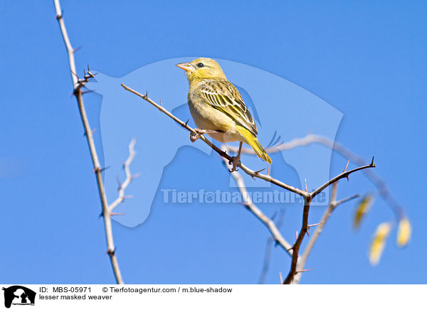 lesser masked weaver / MBS-05971