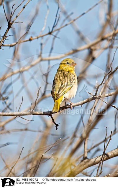 lesser masked weaver / MBS-05972
