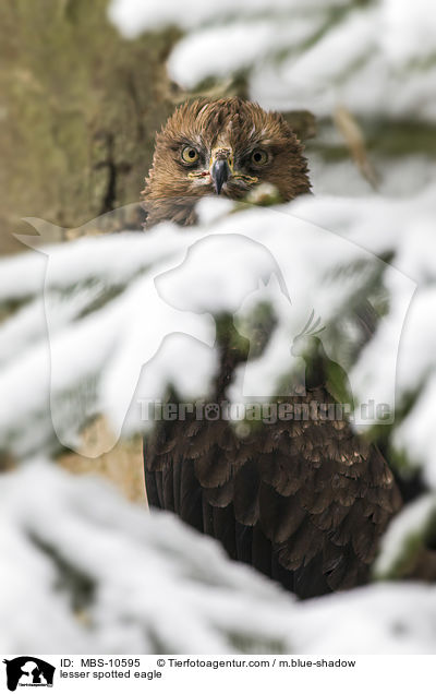 lesser spotted eagle / MBS-10595