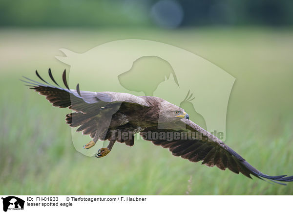 lesser spotted eagle / FH-01933