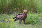 standing Lesser Spotted Eagle
