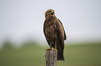 lesser spotted eagle
