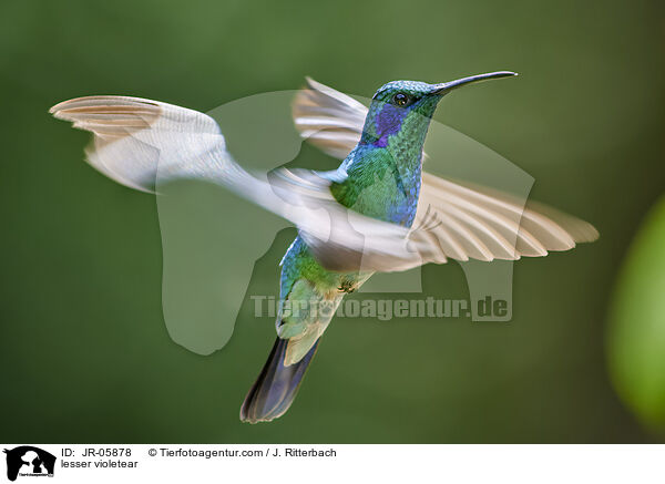 Berg-Veilchenohrkolibri / lesser violetear / JR-05878
