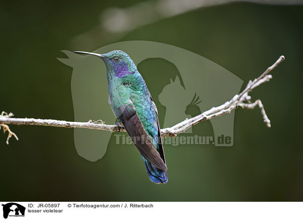 Berg-Veilchenohrkolibri / lesser violetear / JR-05897