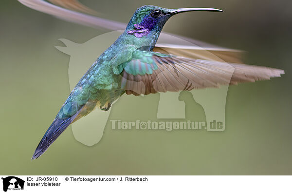 lesser violetear / JR-05910