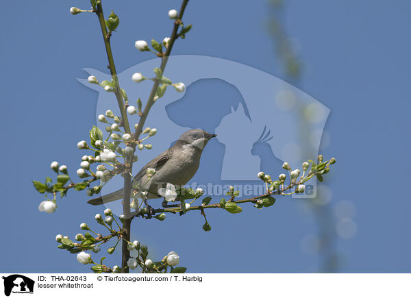 lesser whitethroat / THA-02643