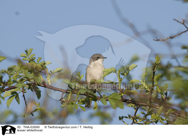 lesser whitethroat / THA-02690