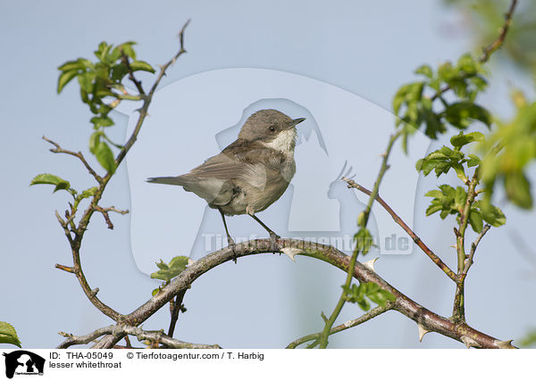 lesser whitethroat / THA-05049