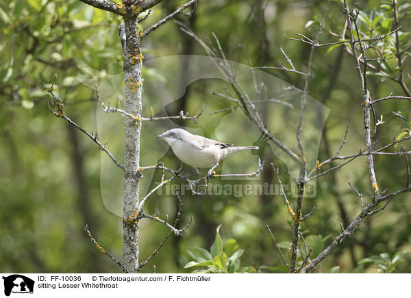 sitzende Klappergrasmcke / sitting Lesser Whitethroat / FF-10036