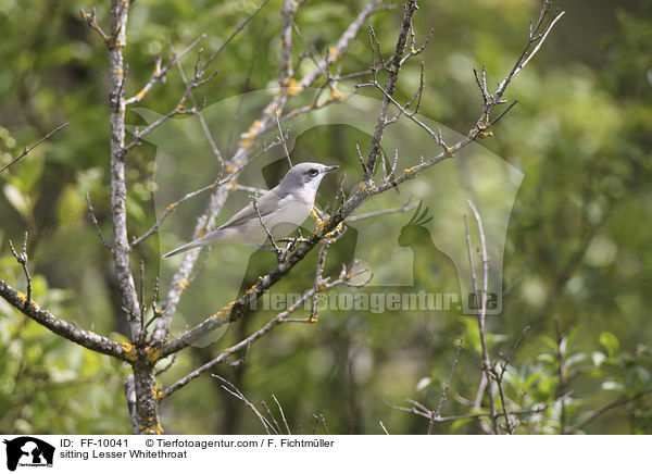 sitzende Klappergrasmcke / sitting Lesser Whitethroat / FF-10041