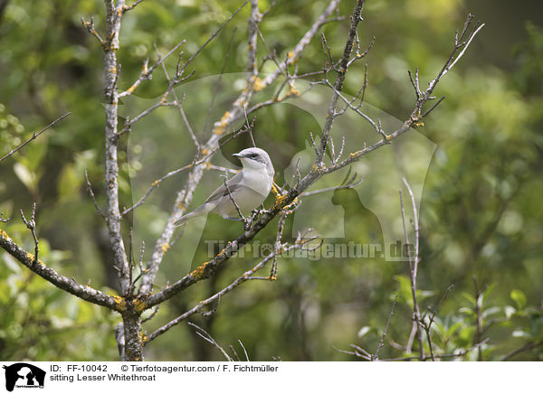 sitting Lesser Whitethroat / FF-10042