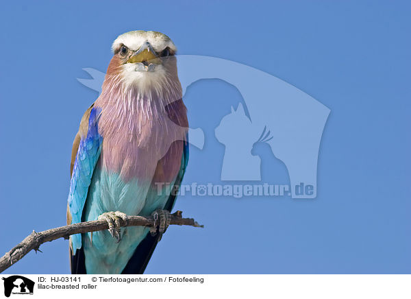 lilac-breasted roller / HJ-03141
