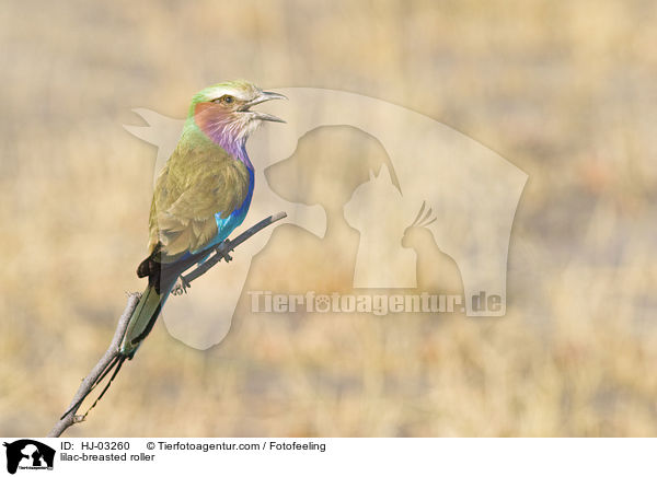 Gabelracke / lilac-breasted roller / HJ-03260