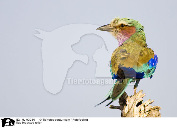 Gabelracke / lilac-breasted roller / HJ-03280