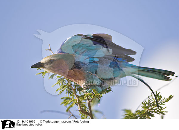 lilac-breasted roller / HJ-03662
