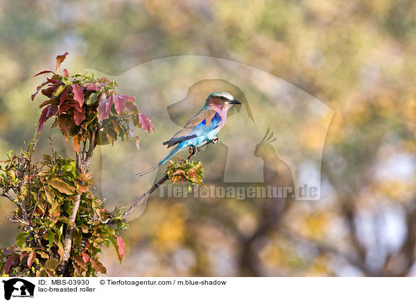 Gabelracke / lac-breasted roller / MBS-03930