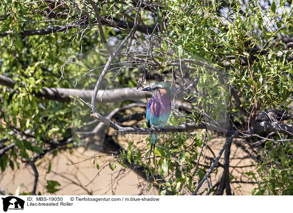 Gabelracke / Lilac-breasted Roller / MBS-19050