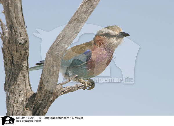 lilac-breasted roller / JM-18261