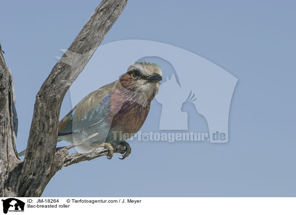 lilac-breasted roller / JM-18264