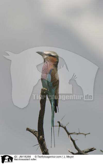 Gabelracke / lilac-breasted roller / JM-18268