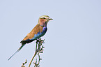 Lilac-breasted Roller