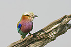 Lilac-breasted roller