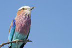 lilac-breasted roller