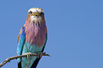 lilac-breasted roller
