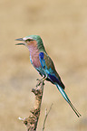 lilac-breasted roller