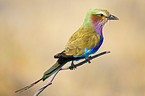 lilac-breasted roller