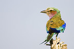 lilac-breasted roller