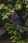 sitting Lilac-breasted Roller