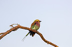 sitting Lilac-breasted Roller