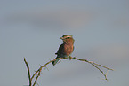 lilac-breasted roller