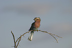 lilac-breasted roller