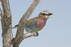 lilac-breasted roller